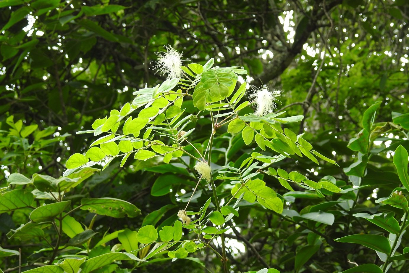Zapoteca formosa 